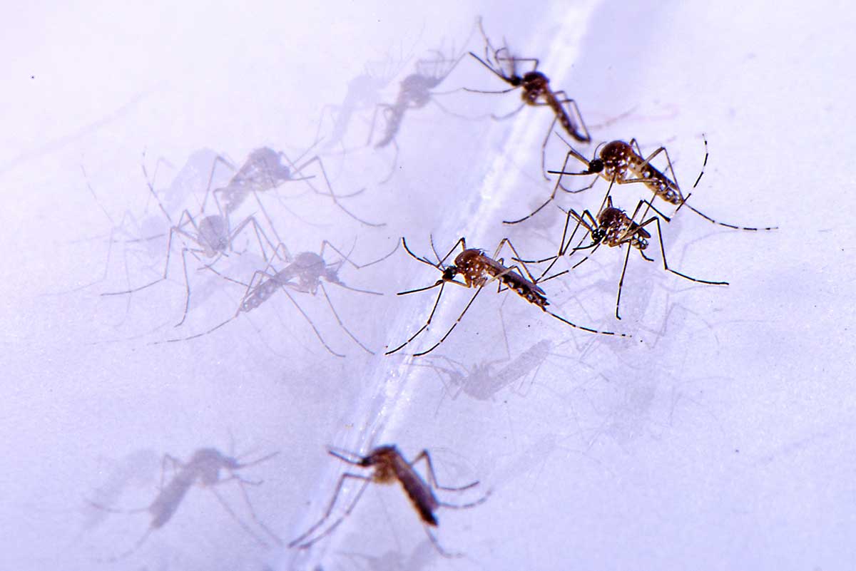 The Experts At Off!® Set The Record Straight On Mosquitoes